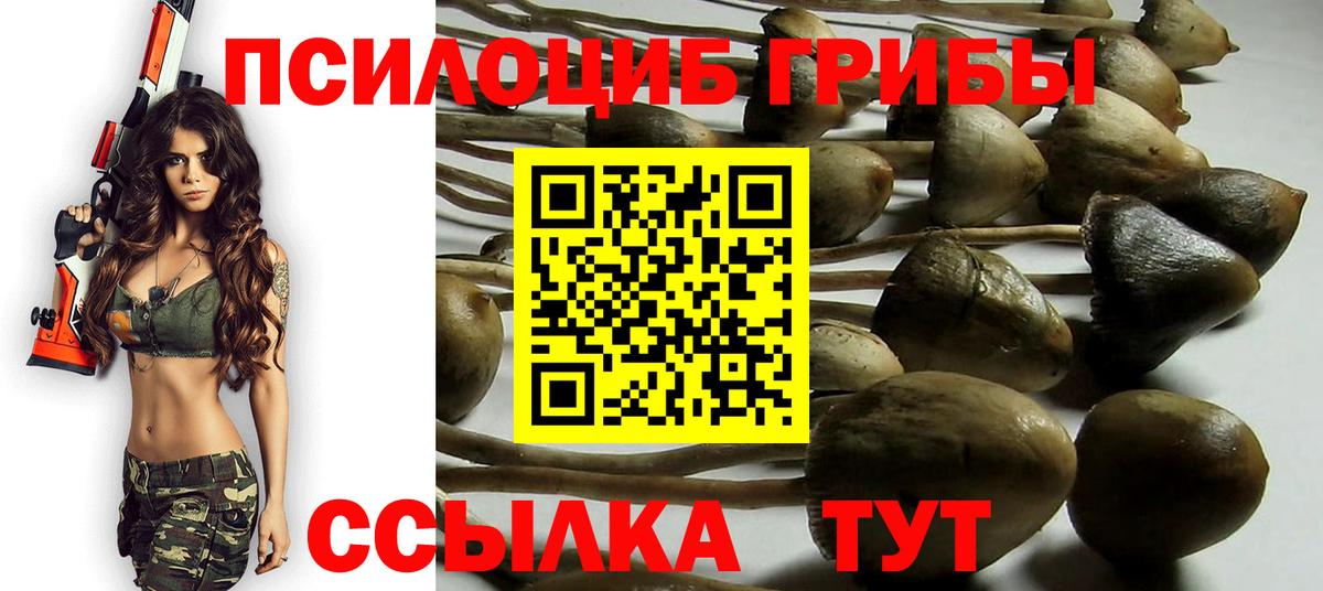Галлюциногенные грибы Psilocybe Богданович