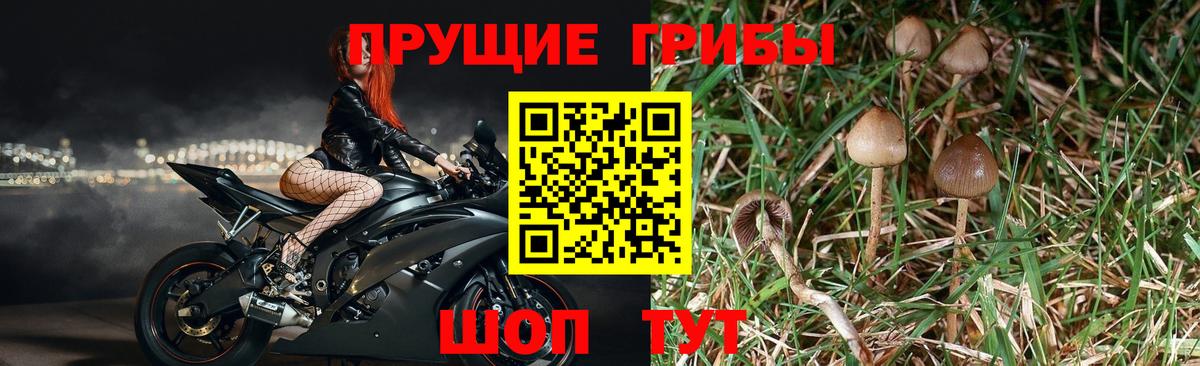 Богданович  Псилоцибиновые грибы MAGIC MUSHROOMS  Вход с VPN 